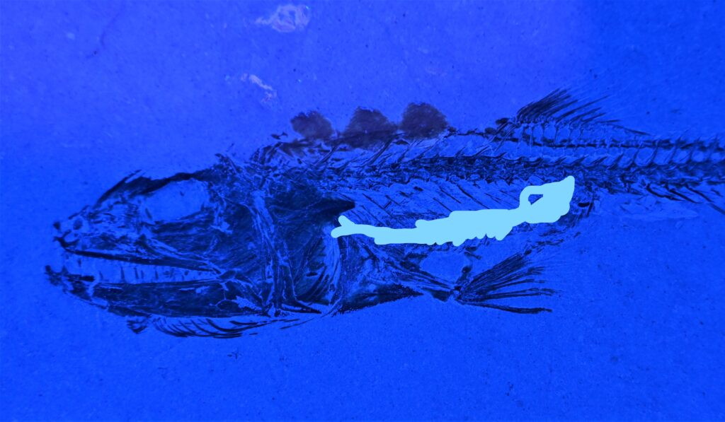 Eurypholis Boissieri Fossils Worldwide eurypholis-boissieri-fossils-worldwide