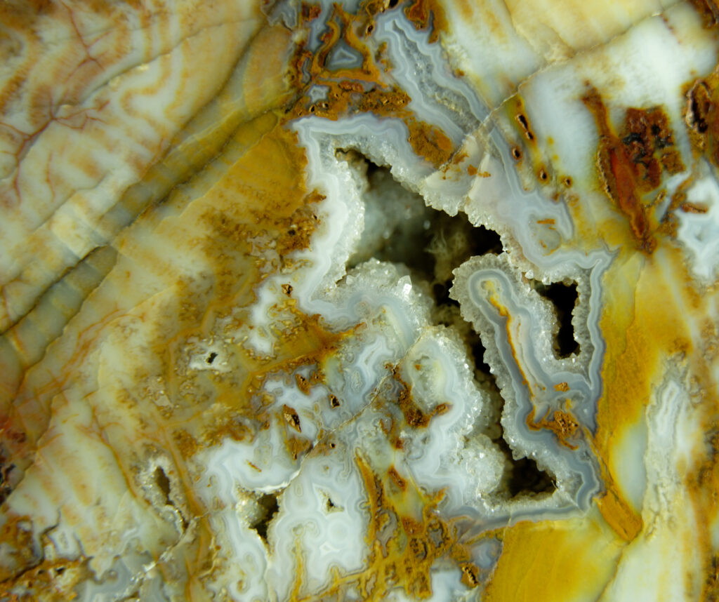 Pinus Bergkiefer Fossils Worldwide pinus-bergkiefer-fossils-worldwide