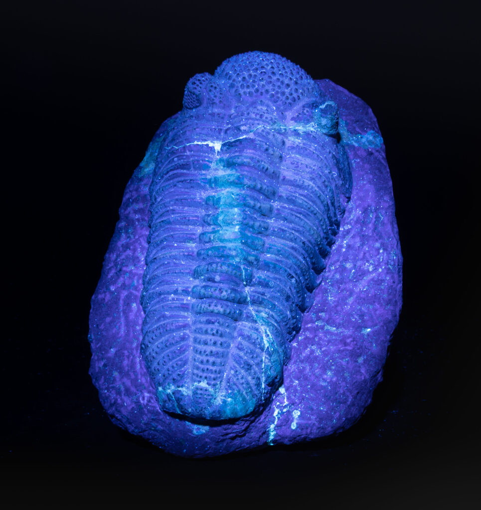 drotops-megalomanicus-fossils-worldwide