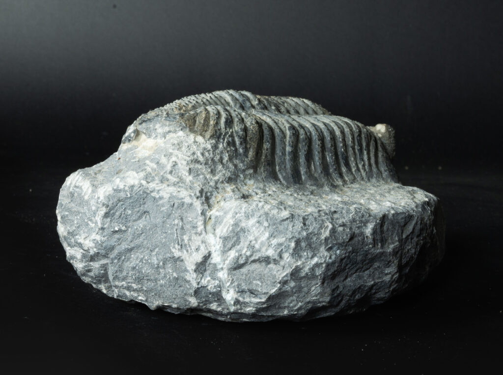 Drotops megalomanicus fossils worldwide