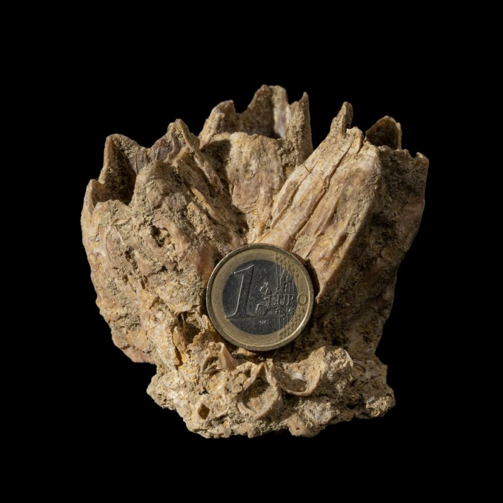 Balanus concavus - fossils worldwide