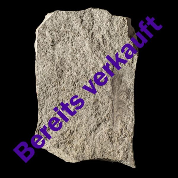 Vogelfeder indet