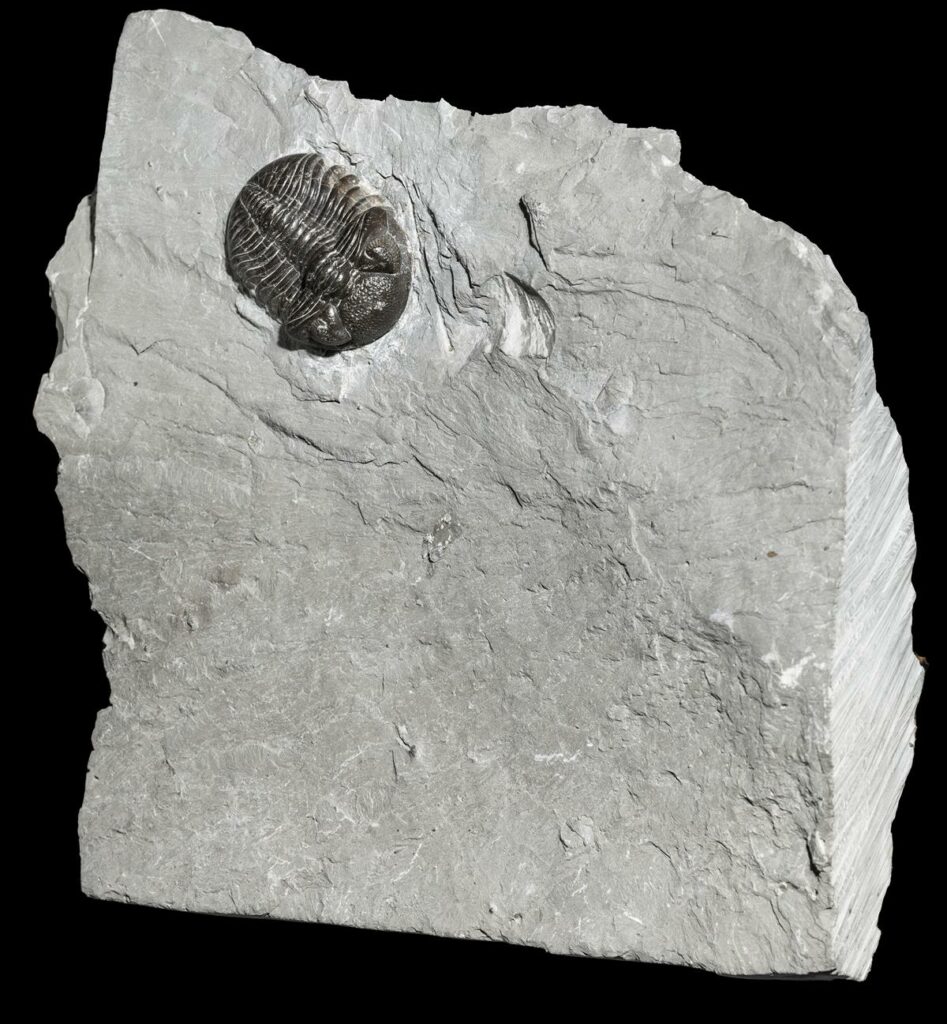 Phacops rana rana - fossils worldwide