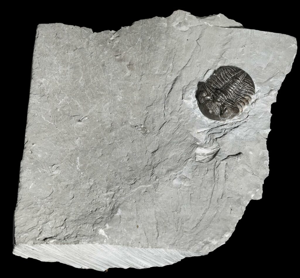 Phacops rana rana - fossils worldwide