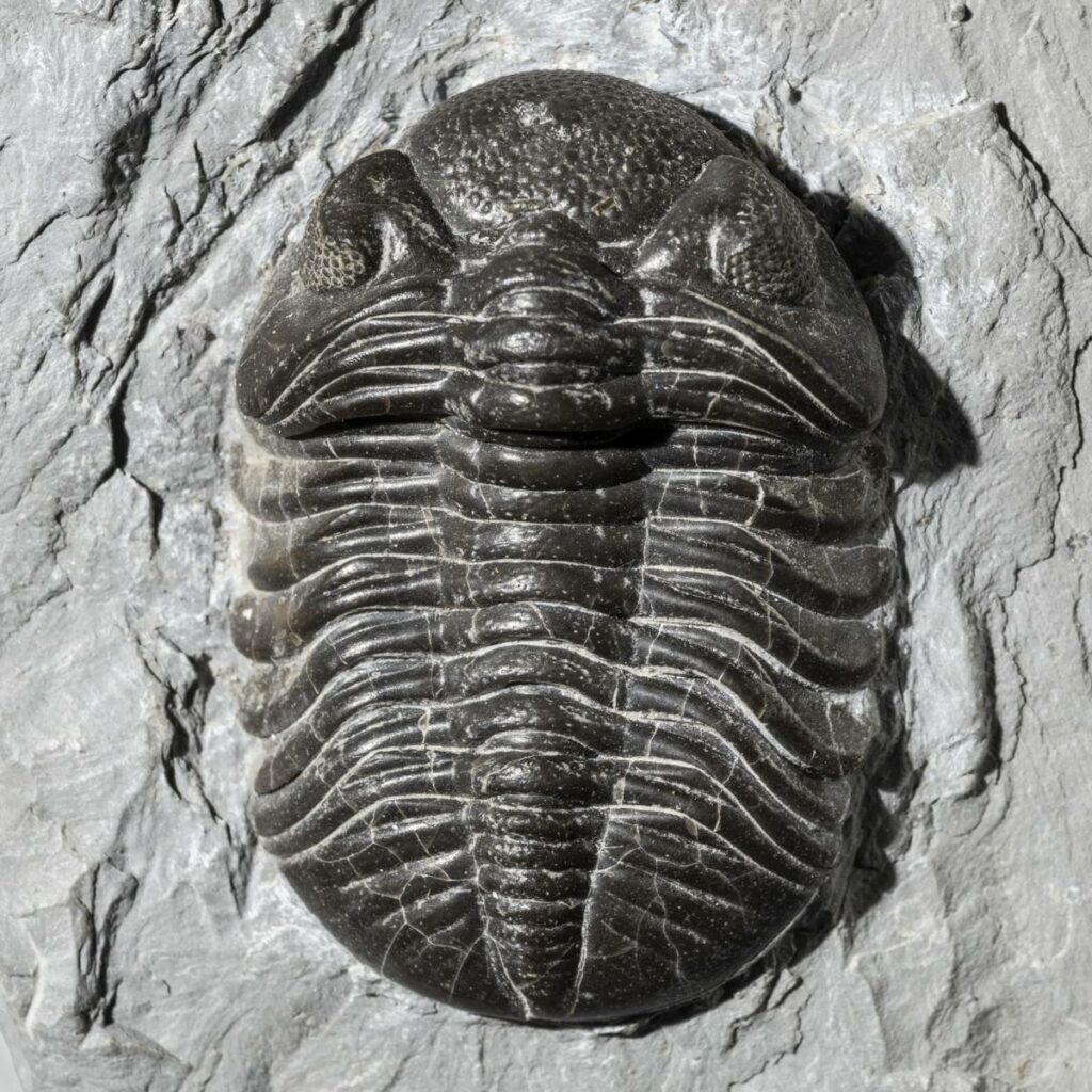 Phacops rana rana - fossils worldwide
