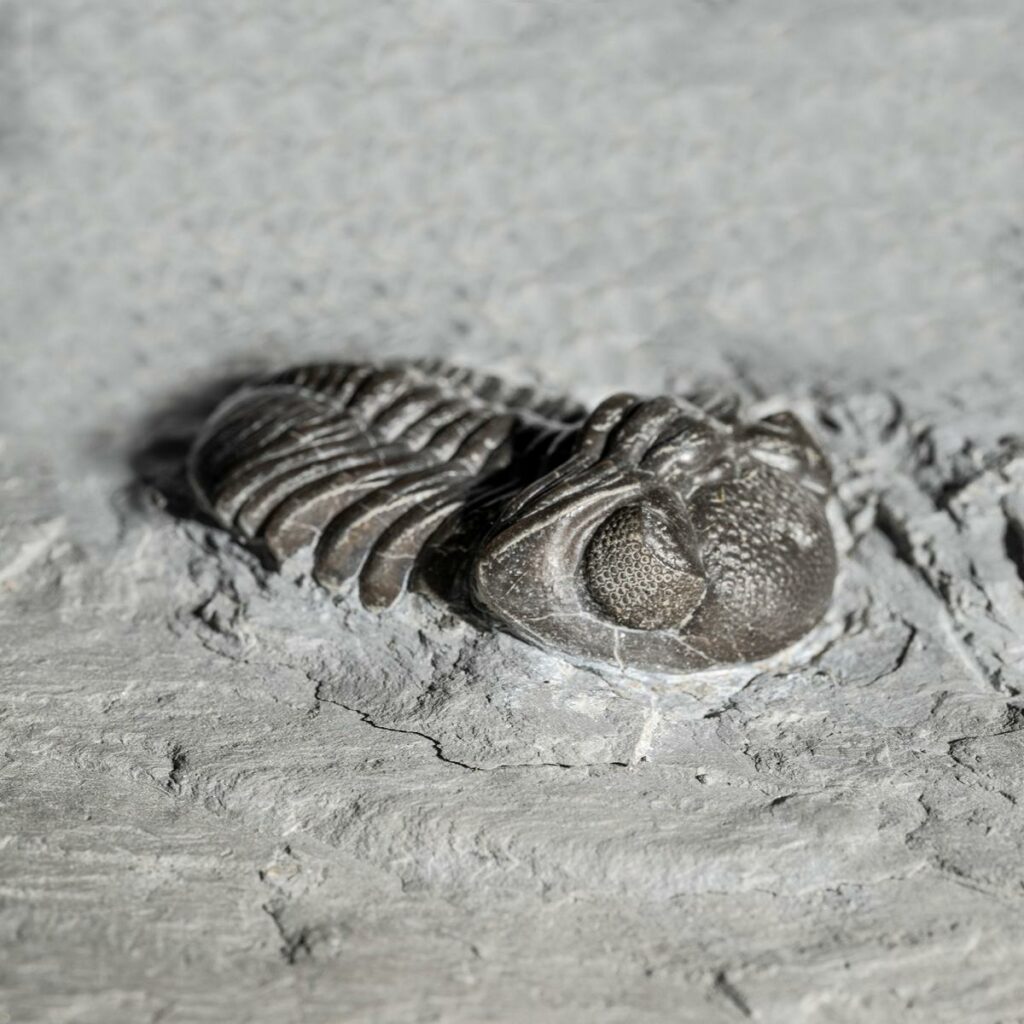 Phacops rana rana - fossils worldwide