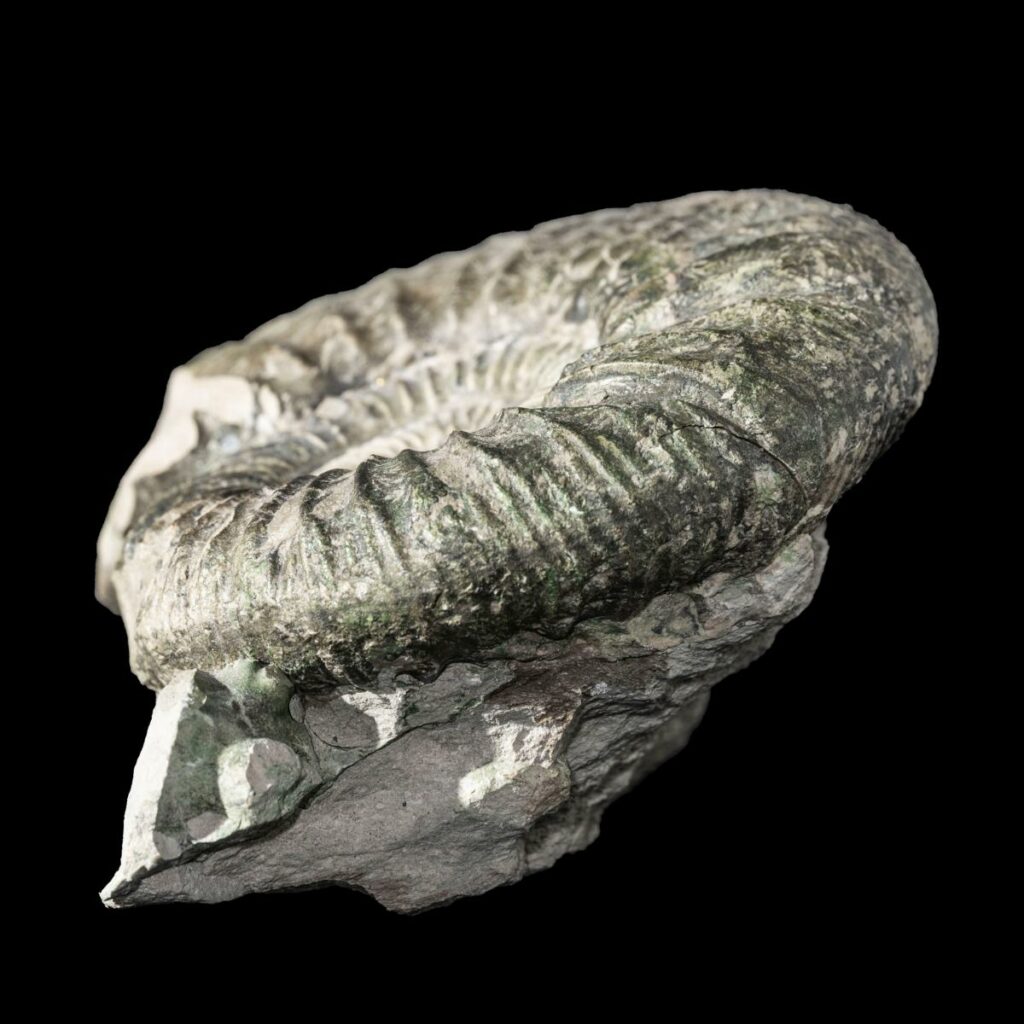 Ataxioceras sp fossils worldwide