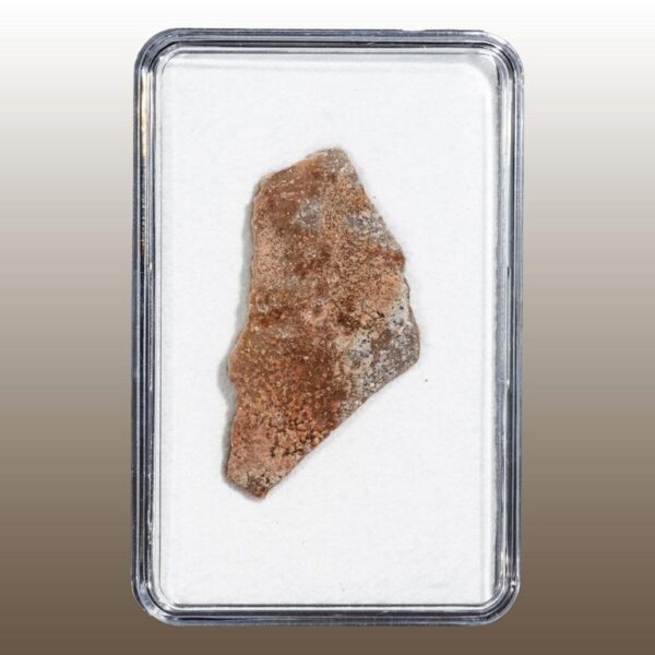 Hypselosaurus priscus – Bild 6