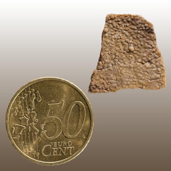 Hypselosaurus priscus – Bild 4