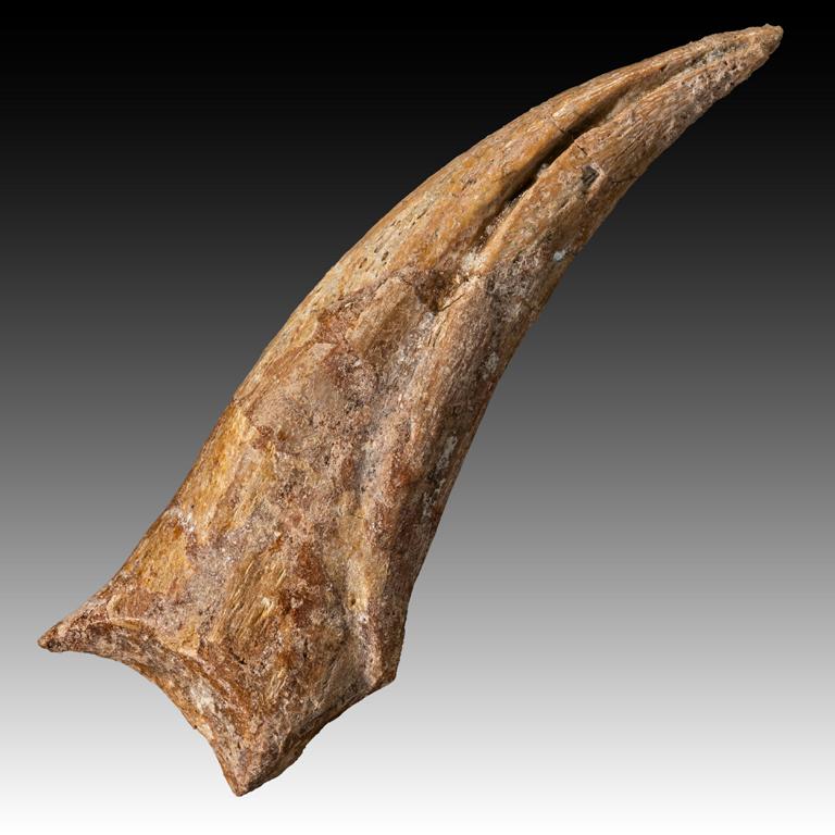 Spinosaurus oder Abelisauride, Handkralle – Bild 12