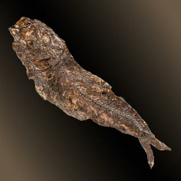 Sardinella sardinites – Bild 5