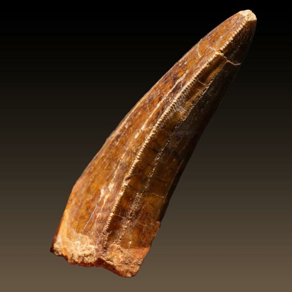 Carcharodontosaurus sp., Frontzahn – Bild 4