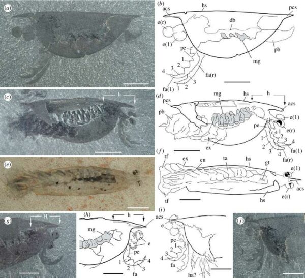 Isoxys acutangulus – Bild 8