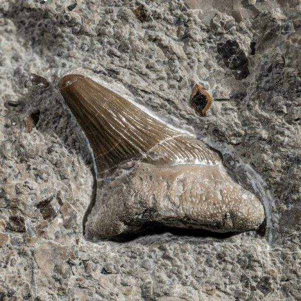 Bonebed mit Parhybodus plicatilis, Fischschuppen und Reptilknochen – Bild 19