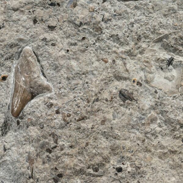 Bonebed mit Parhybodus plicatilis, Fischschuppen und Reptilknochen – Bild 2