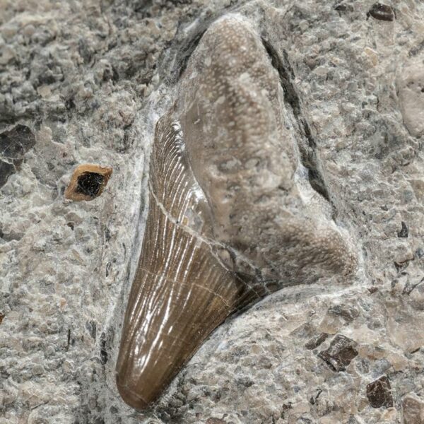 Bonebed mit Parhybodus plicatilis, Fischschuppen und Reptilknochen – Bild 5