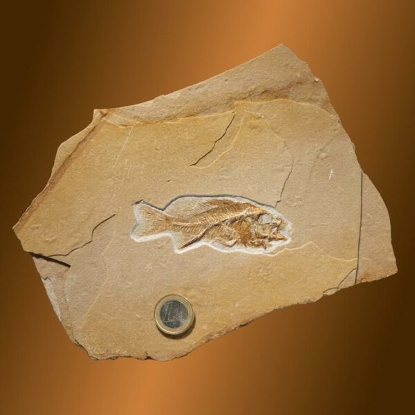 Palaeochromis rouselleti – Bild 6