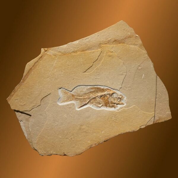 Palaeochromis rouselleti – Bild 3