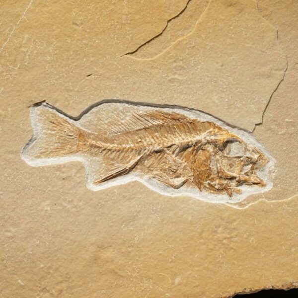 Palaeochromis rouselleti – Bild 2