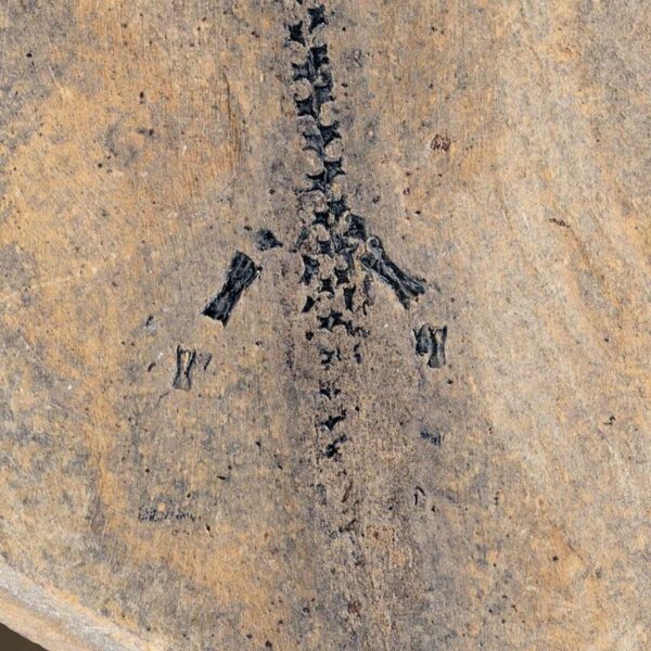 Branchiosaurier Apateon pedestris – Bild 3