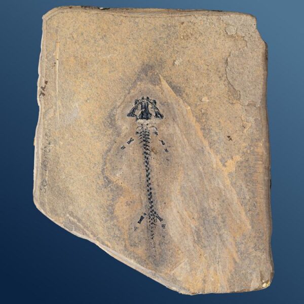 Branchiosaurier Apateon pedestris