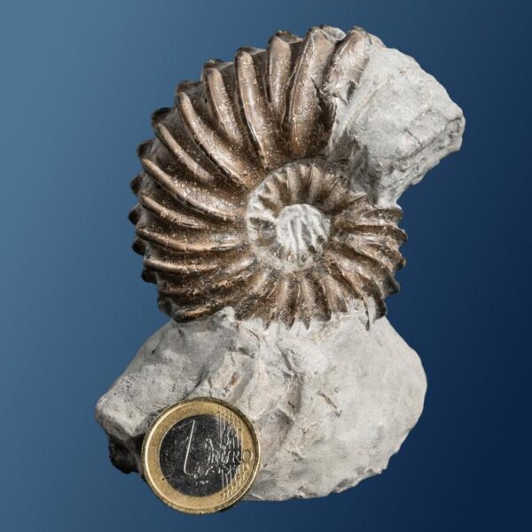 Hoplites dentatus – Bild 4