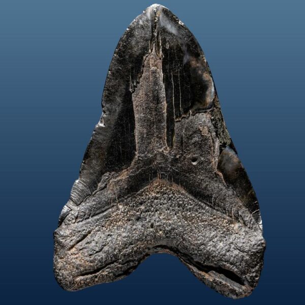 Carcharocles megalodon – Bild 13