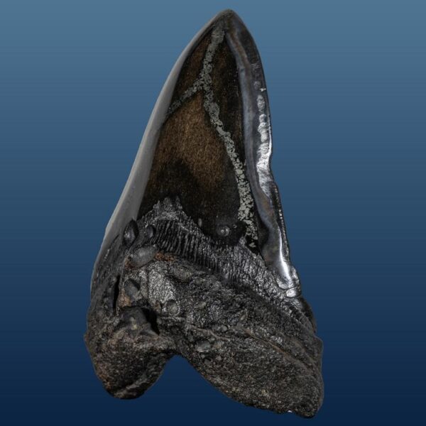 Carcharocles megalodon – Bild 4