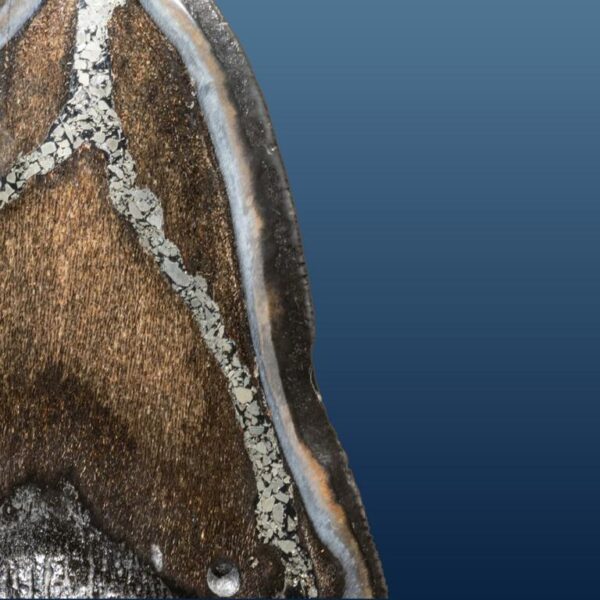 Carcharocles megalodon – Bild 9