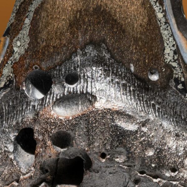 Carcharocles megalodon – Bild 11