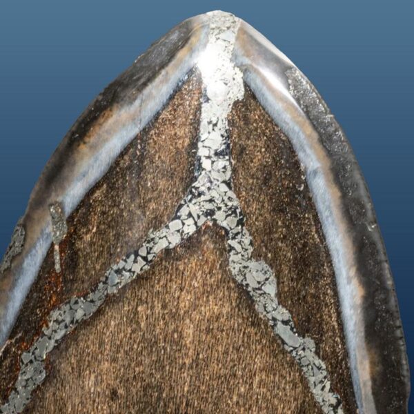 Carcharocles megalodon – Bild 7
