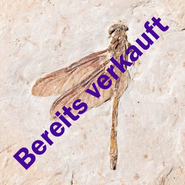 Cordulagomphus fenestratus