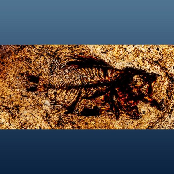 Amphiperca multiformis – Bild 8