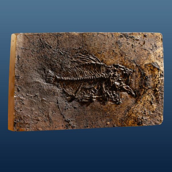 Amphiperca multiformis – Bild 5