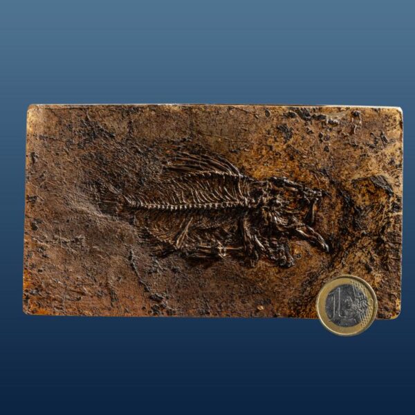 Amphiperca multiformis – Bild 6