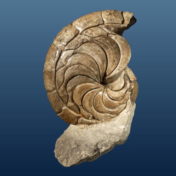 Aturia sp