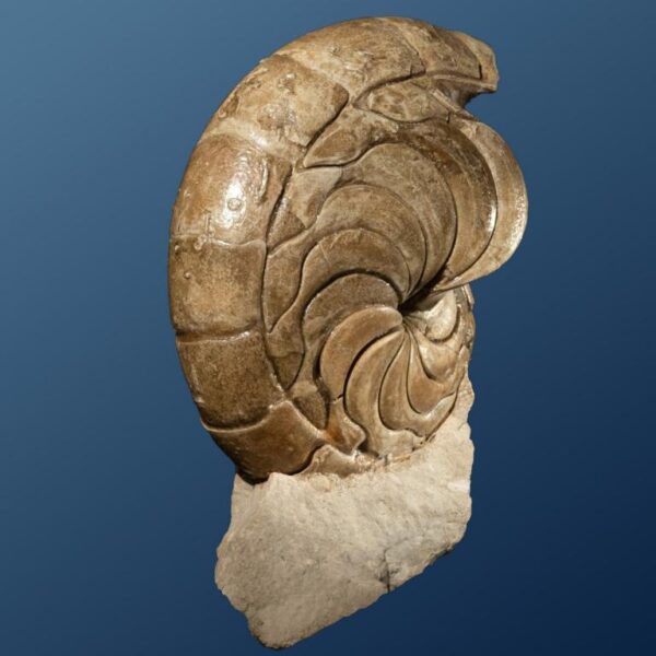 Aturia sp – Bild 4