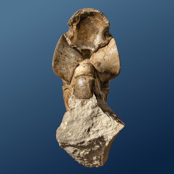 Aturia sp – Bild 3