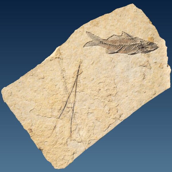 Dapalis macrurus plus Koniferennadel