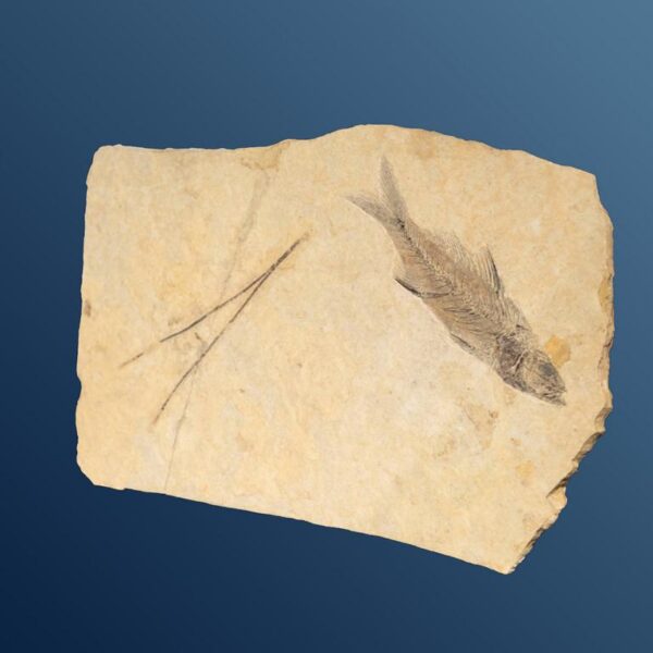 Dapalis macrurus plus Koniferennadel – Bild 6