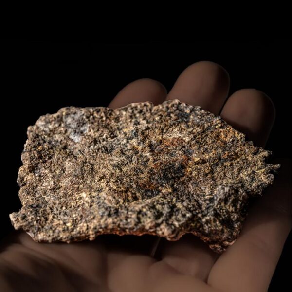 Europelta carbonensis, Osteoderm – Bild 2