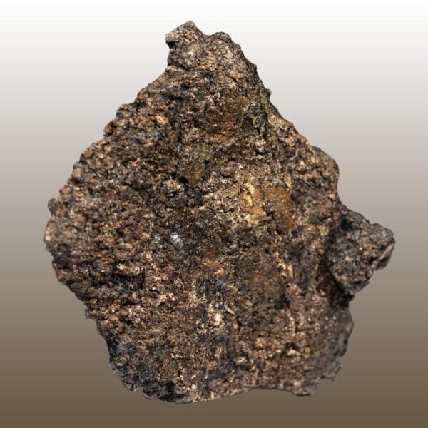 Europelta carbonensis, Osteoderm – Bild 8