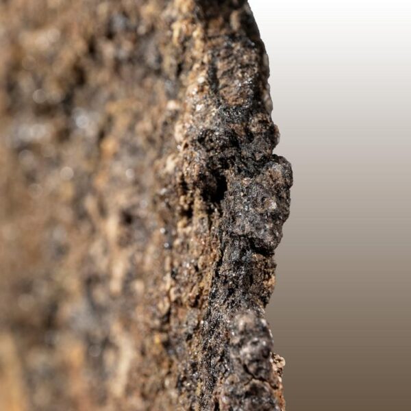 Europelta carbonensis, Osteoderm – Bild 5