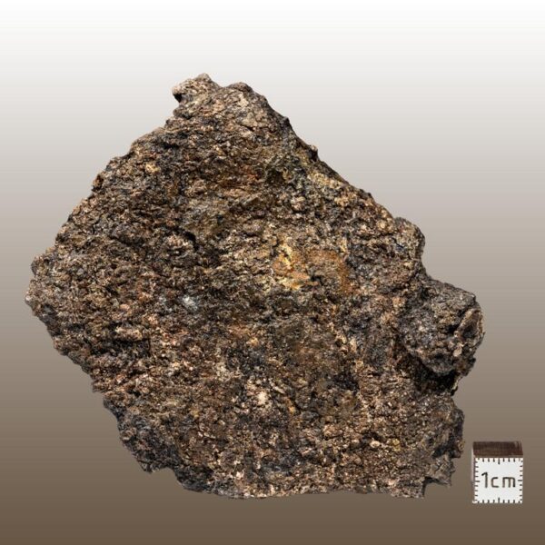 Europelta carbonensis, Osteoderm – Bild 6