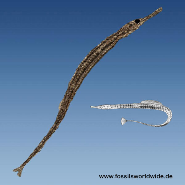 Syngnathus acus – Bild 2