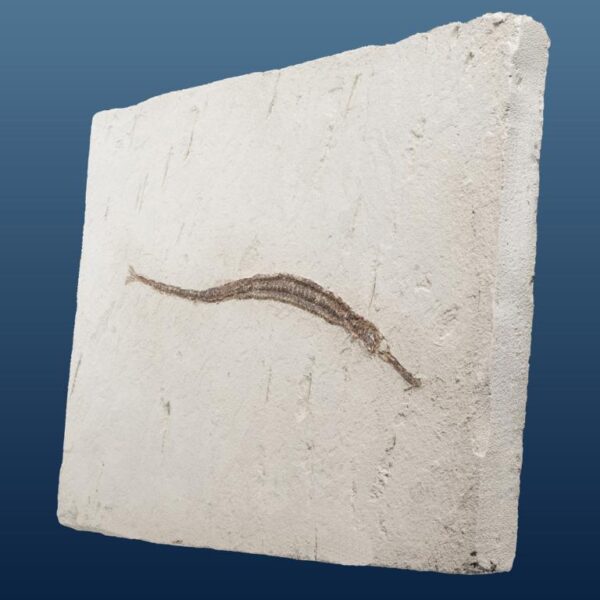 Syngnathus acus – Bild 3