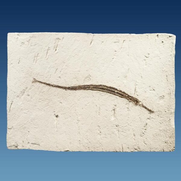 Syngnathus acus – Bild 4
