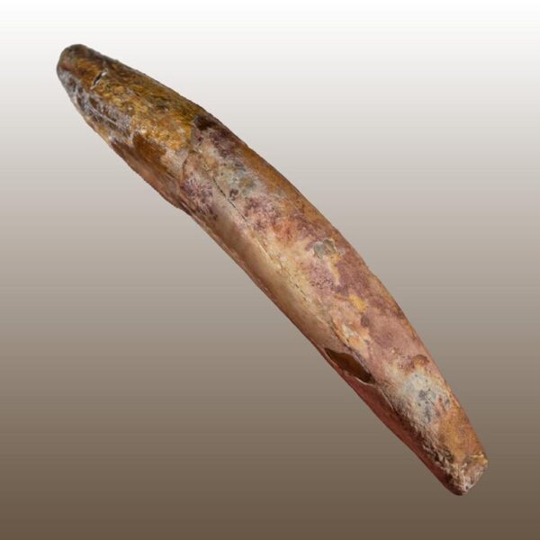 Alioramus remotus - Premaxillarzahn – Bild 7