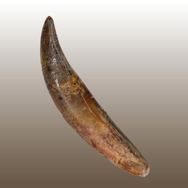 Alioramus remotus - Premaxillarzahn – Bild 3