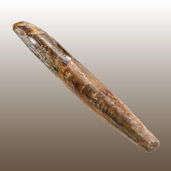 Alioramus remotus - Premaxillarzahn – Bild 8
